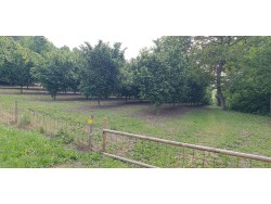 Terreni agricoli coltivati a noccioleto in vendita nel Monferrato (AL)